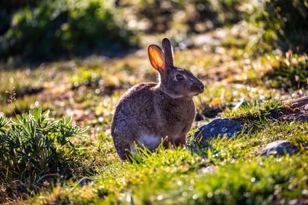 A Cute Bunny in Tekapo, New Zealand, Out For The Morning.