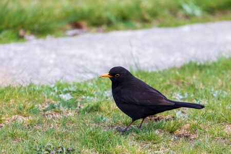 A Blackbird forages For Food On This Vibrant Grass Lawn  In Twizel, New Zealandの写真素材