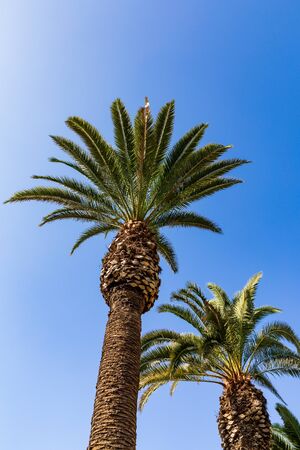 Palm Trees Of Santa Monica In The USAの写真素材