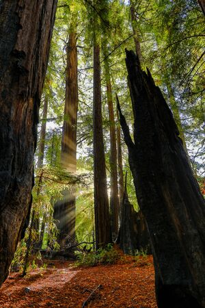 The Start To A New Vibrant Day In The Redwoods In Big Sur, Californiaの写真素材