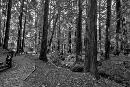 Black And White Image Of Big Sur Ancient Redwoods In Californiaの写真素材