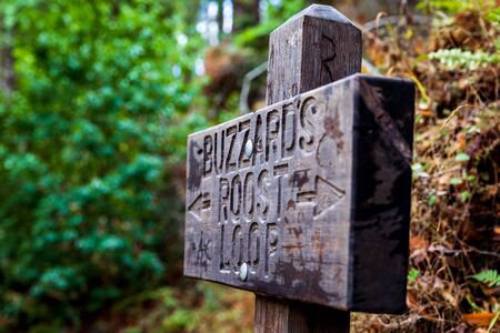 A Vibrant Morning Walk In Californias Big Sur. Buzzard's Roost Loop Is A Must If You Come Hereの写真素材