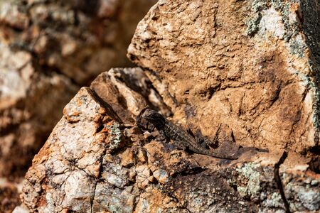 Western Fence Lizard In California's Big Surの写真素材