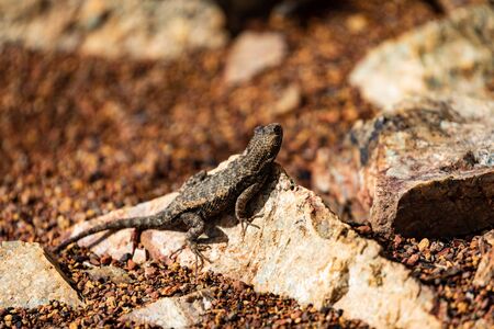 Western Fence Lizard In California's Big Surの写真素材
