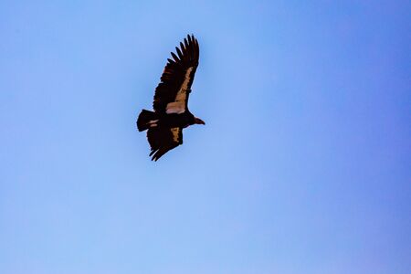 A Turkey Vulture Takes Flight Above Big Sur In Californiaの写真素材