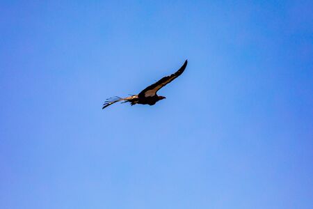 A Turkey Vulture Takes Flight Above Big Sur In California