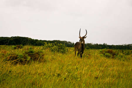 Waterbuck looking out on the plainsの写真素材
