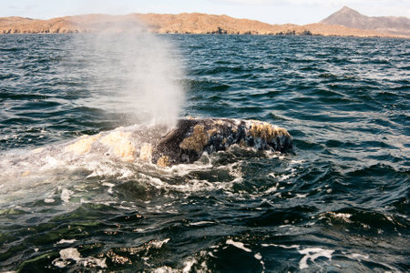 Close up of a whale Blowing Water at Magdalena Bay Mexicoの写真素材