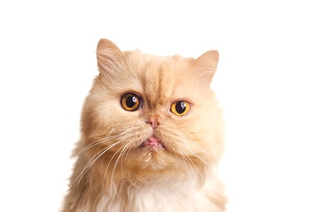 Red fluffy cat  Isolated on white backgroundの写真素材