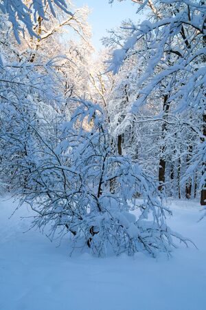 Beautiful winter forrest covered with fresh snowの写真素材