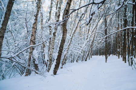 Beautiful winter forrest covered with fresh snowの写真素材