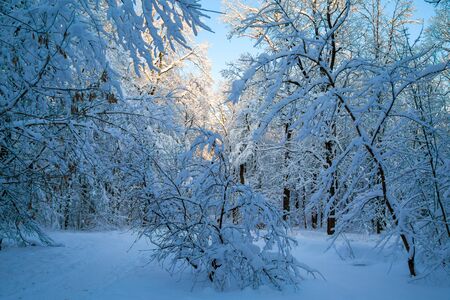 Beautiful winter forrest covered with fresh snowの写真素材