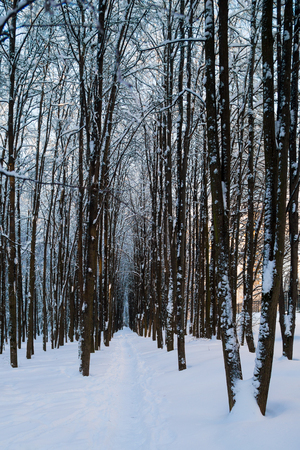Beautiful winter forrest covered with fresh snowの写真素材