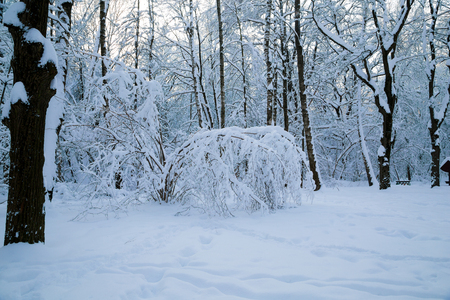 Beautiful winter forrest covered with fresh snowの写真素材