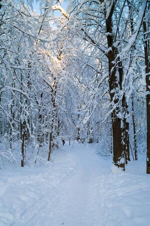 Beautiful winter forrest covered with fresh snowの写真素材
