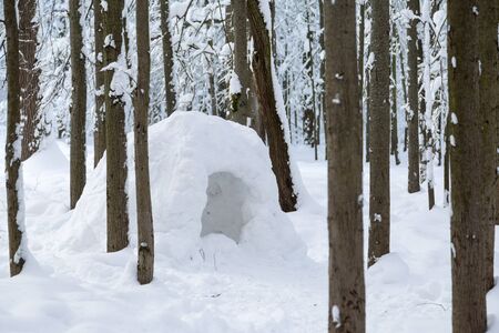Needle at beautiful winter forrest covered with fresh snow
