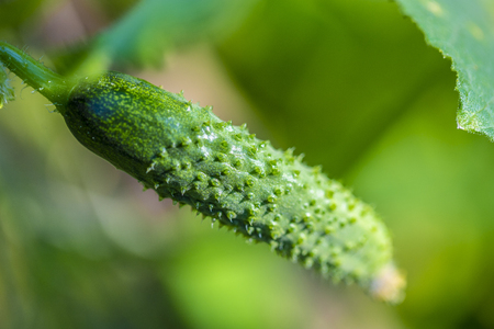 Young plant cucumber. Juicy fresh cucumber close-up macroの写真素材