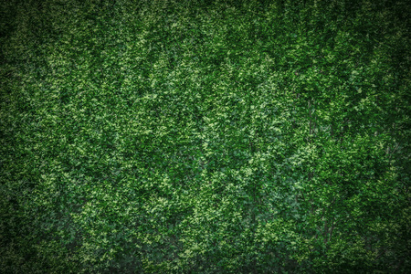 Outdoor close up view of plane tree foliage lighted during a sunset. Top of sycamore branches, Platanaceae family, during summer. Pattern of simple and alternate green leaves. Natural wallpaper.の写真素材