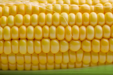 Fresh corn close up Backgroundの写真素材