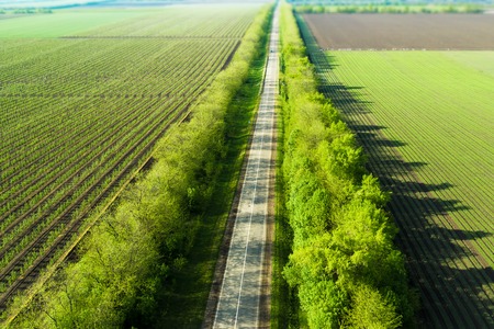 Rows of trees in the garden. Aerophotographing, top view. Landscape apple orchards.の写真素材