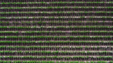 Rows of trees in the garden. Aerophotographing, top view. Landscape apple orchards.の写真素材