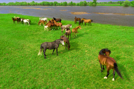 Horses grazing in a meadow next to a river. View from above.の写真素材
