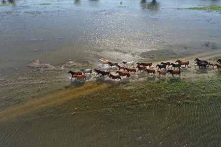 Horses are crossing the river. View from above.の写真素材