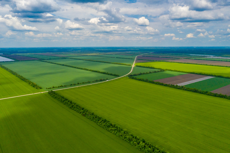 green country field with row lines, top view, aerial photoの写真素材
