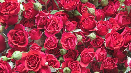 Natural red roses backgroundの写真素材