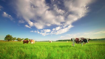 Cows grazing on a green summer meadowの写真素材