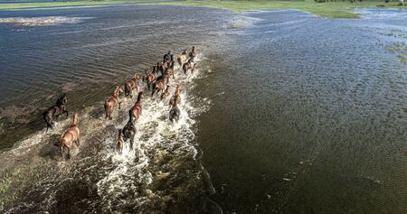 A herd of horses crosses a pond. The concept of natural disasters and floods. Aerial.の写真素材