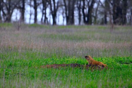 Closeup little Marmot in front of habitat in grassland. Saratov region, Russiaの写真素材