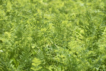 Green leaves of young carrots in the garden. Background image. Agricultural organic culture.の写真素材