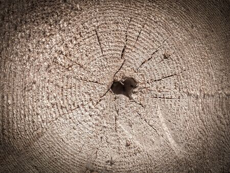 tree stump texture background Hole on the cut of a tree in the form of a heartの写真素材