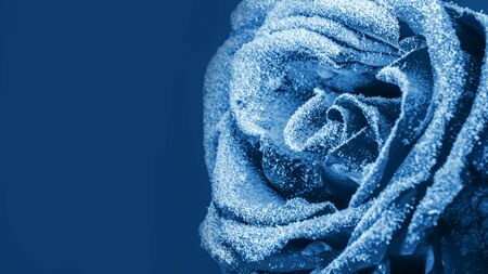 Blue rose covered with snow. Space for text.の写真素材