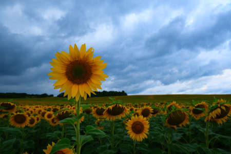 Sunflower field landscape. field of blooming sunflowers on a background sunset. Sunflower natural background, . High quality photoの写真素材