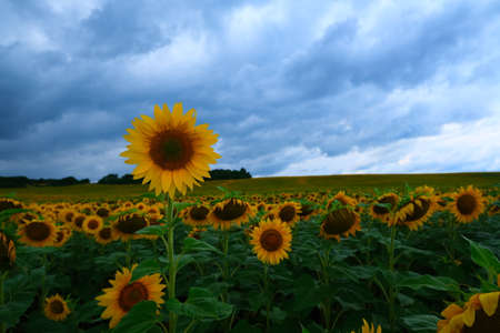 Sunflower field landscape. field of blooming sunflowers on a background sunset. Sunflower natural background, . High quality photoの写真素材