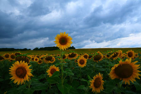 Sunflower field landscape. field of blooming sunflowers on a background sunset. Sunflower natural background, . High quality photoの写真素材