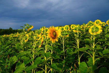 Sunflower field landscape. field of blooming sunflowers on a background sunset. Sunflower natural background, . High quality photoの写真素材
