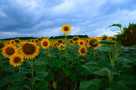 Sunflower field landscape. field of blooming sunflowers on a background sunset. Sunflower natural background, . High quality photoの写真素材