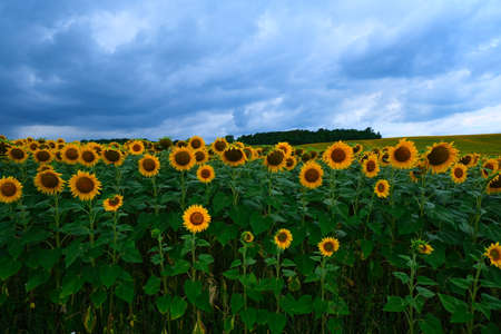Sunflower field landscape. field of blooming sunflowers on a background sunset. Sunflower natural background, . High quality photoの写真素材