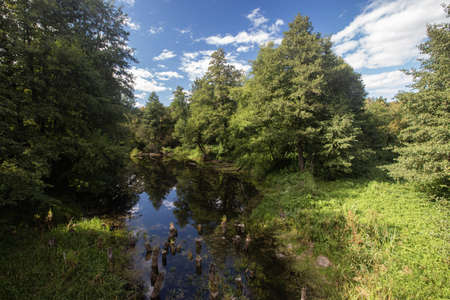 Reflections of trees in a forest river. Natural landscape. High quality photoの写真素材