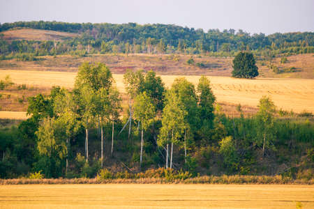 Yellow fields and green forest. High quality photoの写真素材
