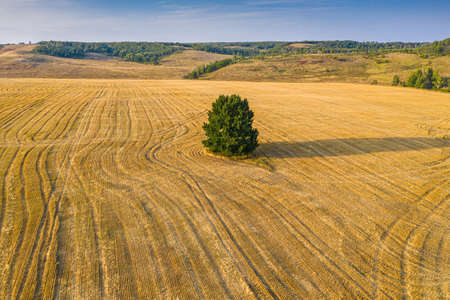 A lonely tree against a yellow field. The chosen focus. Aerial. High quality photoの写真素材