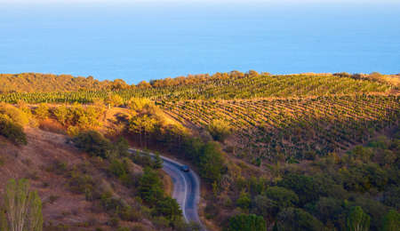 The natural landscape of vineyards, road and sea. The concept of tourism. High quality photo