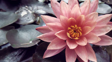 Beautiful pink water lily in a pond, close up view. High quality photo