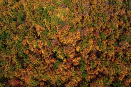 Aerial view of autumn forest. High quality photoの写真素材