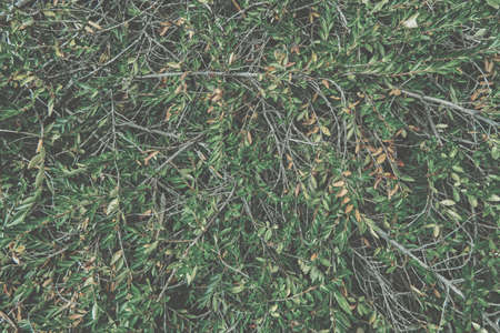 Creative layout made of green leaves. Flat lay. Nature background. High quality photo