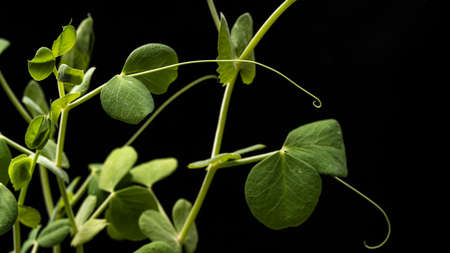 microgreens - shoots and leaves. Healthy eating. Dark background. High quality photoの写真素材