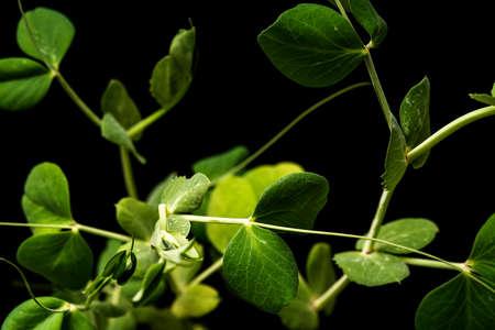 microgreens - shoots and leaves. Healthy eating. Dark background. High quality photoの写真素材